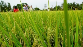 Hải Dương sản xuất giống lúa chất lượng cao