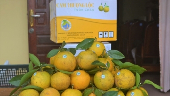 Hà Tĩnh: Cam được giá, xã Thượng Lộc dự kiến thu về hàng chục tỷ đồng