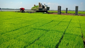 Bình Định: Áp dụng biện pháp sinh học trong IPM, ICM vào sản xuất