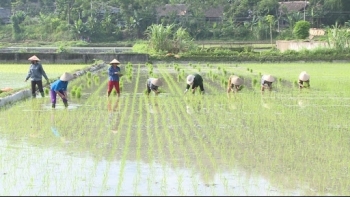 Đà Nẵng khôi phục sản xuất nông nghiệp