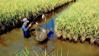 Diễn đàn Tôm Việt 2020: Phát triển bền vững mô hình tôm – lúa