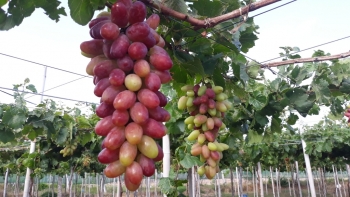 Nho Ninh Thuận thêm nhiều giống mới cạnh tranh với hàng nhập khẩu