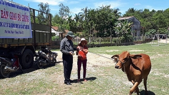 Hỗ trợ hộ nghèo tại Bình Định phát triển chăn nuôi
