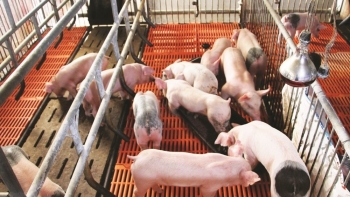 Hà Nội tăng tốc tái đàn lợn