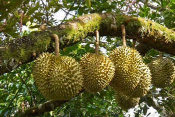 Nhiều tiềm năng phát triển vùng trồng trái cây tại Bình Phước