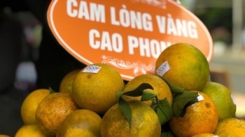 Hòa Bình lên kế hoạch tổ chức Tuần lễ cam Cao Phong năm 2020