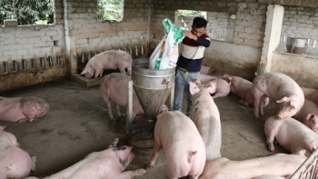 Rót 150 tỷ đồng hỗ trợ tái đàn lợn tại Bình Định