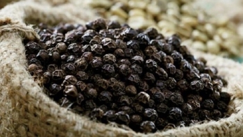 Giá hồ tiêu hôm nay 16/10: Cao nhất 51.000 đồng/kg