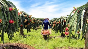 Nỗ lực nâng tầm thanh long Vĩnh Phúc