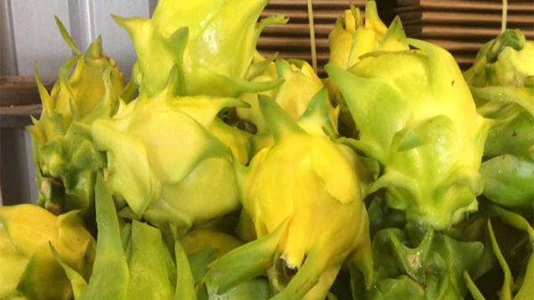 Thanh long vàng rớt giá, đặc sản chỉ còn 25.000 đồng/kg