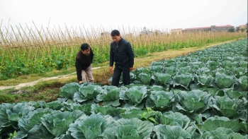 Hà Nội tích cực mở rộng diện tích rau an toàn