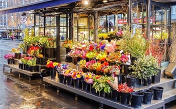 Giá hoa tăng mạnh dịp lễ 20/10 vì khan hàng