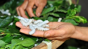 Làm sao để phát triển nuôi tằm bền vững theo hướng xuất khẩu?