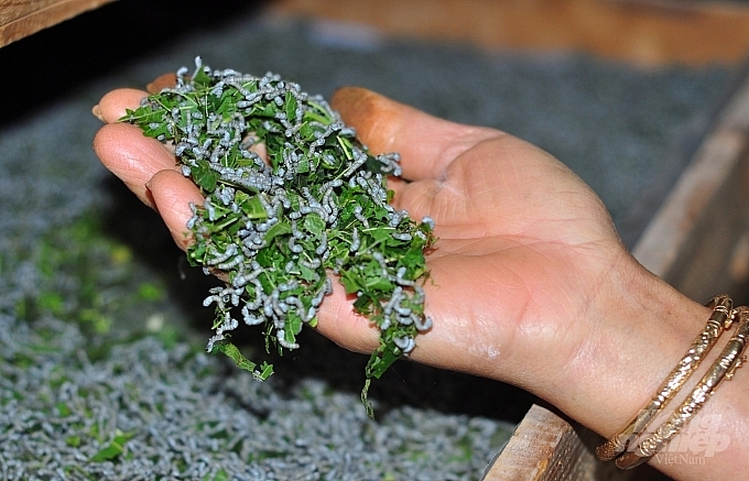 Làm sao để phát triển nuôi tằm bền vững theo hướng xuất khẩu?