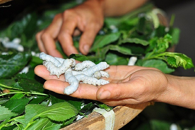 Làm sao để phát triển nuôi tằm bền vững theo hướng xuất khẩu?