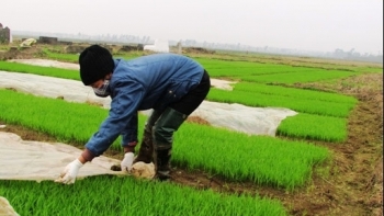 Nam Trung bộ và Tây Nguyên triển khai chỉ đạo sản xuất vụ đông xuân