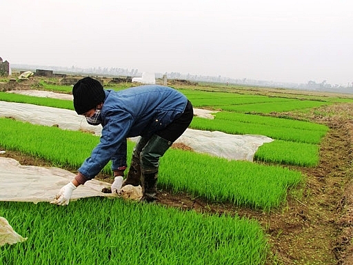 Nam Trung bộ và Tây Nguyên triển khai chỉ đạo sản xuất vụ đông xuân