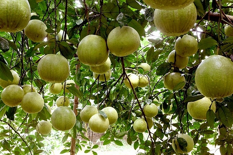 Công bố nhãn hiệu tập thể cho thương hiệu bưởi Thồ Bạch Hạ