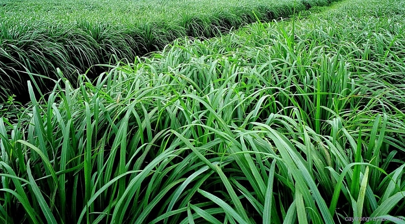 Tiền Giang mở rộng diện tích nông sản chủ lực, thu lợi nhuận cao