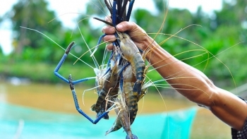 Xây dựng kế hoạch quốc gia phòng chống dịch bệnh thủy sản