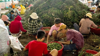 Giá cau tại Quảng Nam ổn định ở mức cao