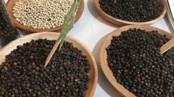 Giá hồ tiêu hôm nay 29/10: Ổn định ở mức cao