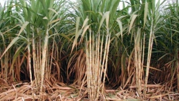 Quan ngại sức ép từ đường nhập khẩu