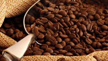 Giá cà phê hôm nay 1/11: Dần phục hồi