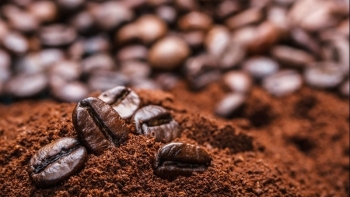 Giá cà phê hôm nay 3/11: Đạt 34 triệu đồng/tấn trong vụ mới