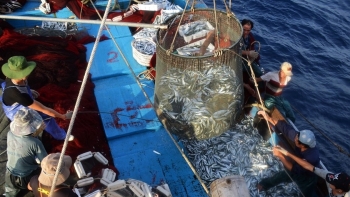 Bà Rịa - Vũng Tàu phát động Cuộc thi thử thách đổi mới sáng tạo Nghề cá