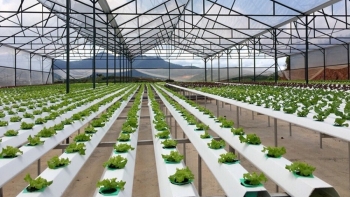 Cần Thơ xây dựng hơn 180 mô hình sản xuất nông nghiệp công nghệ cao