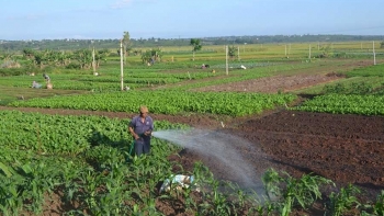 An Giang đặt mục tiêu nâng gấp 4 lần diện tích chuyển đổi đa dạng cây trồng
