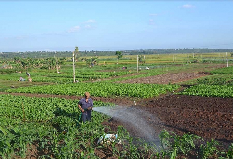 An Giang đặt mục tiêu nâng gấp 4 lần diện tích chuyển đổi đa dạng cây trồng