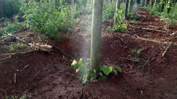 Quảng Trị tích cực cứu hồ tiêu khỏi ngập úng do mưa lớn kéo dài