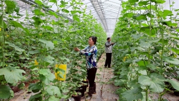 Hưng Yên thúc đẩy chuyển đổi nhanh cơ cấu cây trồng