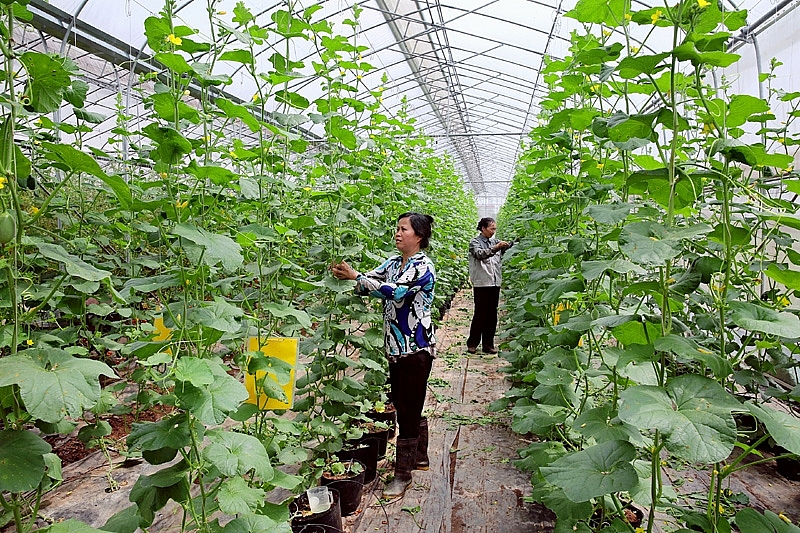 Hưng Yên thúc đẩy chuyển đổi nhanh cơ cấu cây trồng