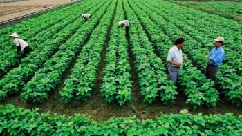 Năm 2021, Thanh Hóa muốn có 407.000 ha gieo trồng cây hàng năm