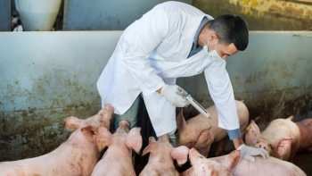 Hà Nội chỉ đạo phòng chống bệnh lở mồm long móng