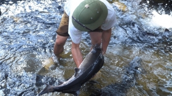 Tập trung phát triển nuôi cá nước lạnh công nghệ cao