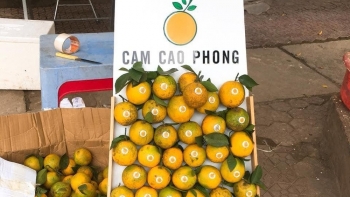 Thúc đẩy phát triển bền vững cây ăn quả có múi