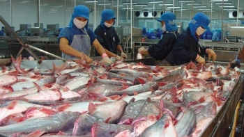 Xuất khẩu cá tra: Cơ cấu thị trường thay đổi, dự báo tích cực