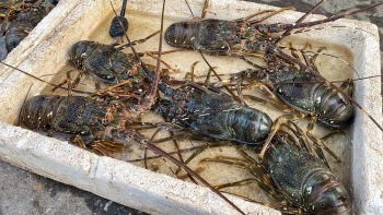 Phú Yên: Tôm hùm chết hàng loạt, người dân điêu đứng
