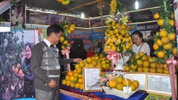 Chuẩn bị diễn ra Lễ hội Cam và các sản phẩm nông nghiệp Hà Tĩnh