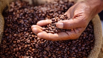 Giá cà phê hôm nay 18/11: Diễn biến trái chiều