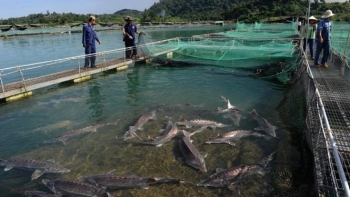 Năm 2030, đặt mục tiêu triệu USD cho giá trị xuất khẩu trứng cá nước lạnh