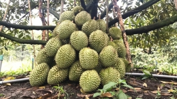 Tiền Giang: Giá sầu riêng tiếp tục tăng cao