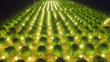 Thanh long trái vụ rớt giá, người dân chỉ thu về nửa vốn