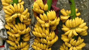 Hưng Yên hướng tới sản xuất nông nghiệp hàng hóa quy mô lớn