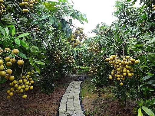 Hưng Yên hướng tới sản xuất nông nghiệp hàng hóa quy mô lớn