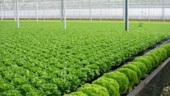 Thực phẩm an toàn: Giảm mạnh tình trạng “rau hai luống, lợn hai chuồng”